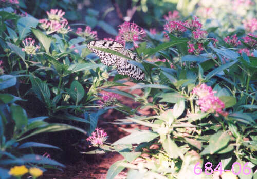 Callaway Gardens Butterfly House